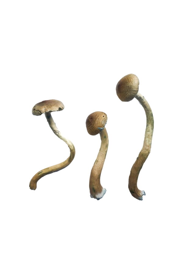 golden teacher magic mushroom