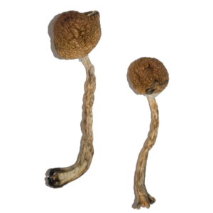 Buy Malabar Magic Mushrooms USA