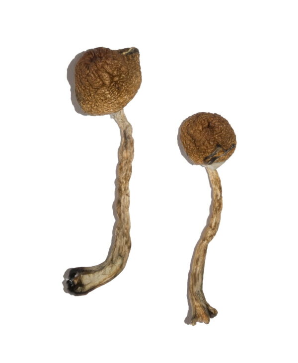 Buy Malabar Magic Mushrooms USA