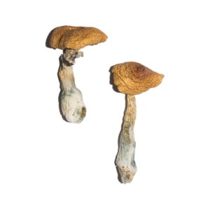 Buy Penis Envy 6 (PE6) Magic Mushrooms