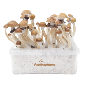 Buy Fresh Mushrooms Grow Kit